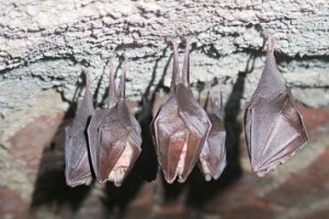 Monitoring netopýrů ve sklepích zámku